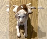 Small #1 Beagle