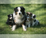 Small Photo #1 Australian Shepherd Puppy For Sale in WHITINGHAM, VT, USA