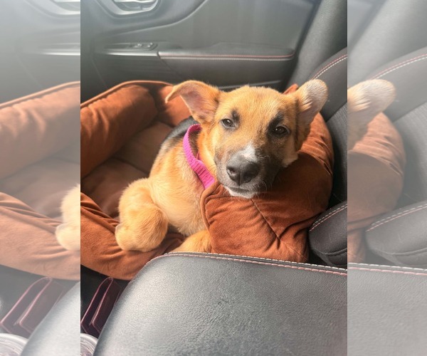 Medium Photo #3 Black Mouth Cur-German Shepherd Dog Mix Puppy For Sale in Holly Springs, NC, USA