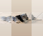 Small Photo #1 Biewer Terrier Puppy For Sale in DARLINGTON, SC, USA