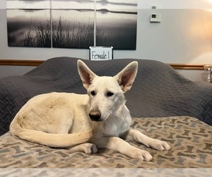 German Shepherd Dog Puppy for sale in LOGAN, OH, USA