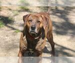 Small #2 Plott Hound Mix