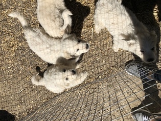 Great Pyrenees Puppy for sale in CHESHIRE, OH, USA