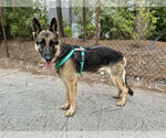Small #3 German Shepherd Dog