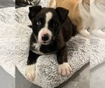 Small Photo #3 Border Collie-Boxer Mix Puppy For Sale in Jackson Township, NJ, USA
