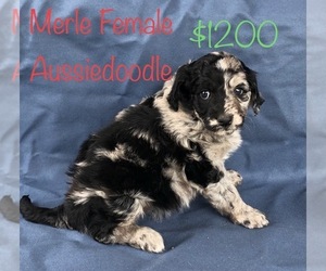 Aussiedoodle Puppy for Sale in CLINTON, Missouri USA
