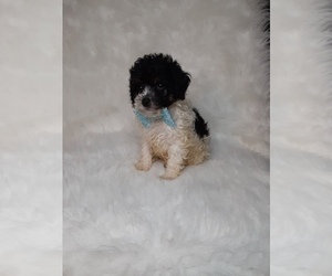 Poodle (Miniature) Puppy for sale in INDIANAPOLIS, IN, USA