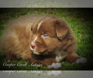 Miniature Australian Shepherd Puppy for sale in SMITHVILLE, AR, USA