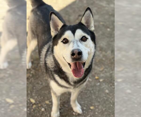 Medium Photo #1 Siberian Husky Puppy For Sale in West Valley, UT, USA
