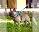 Small Photo #1 French Bulldog Puppy For Sale in KISSIMMEE, FL, USA