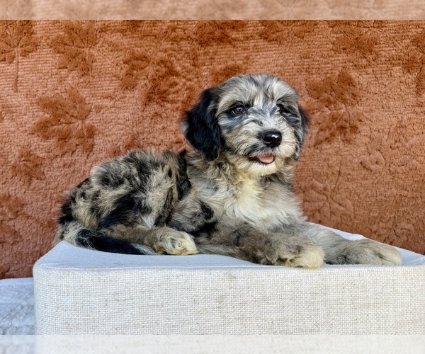 Medium Photo #1 Aussiedoodle Puppy For Sale in OCALA, FL, USA