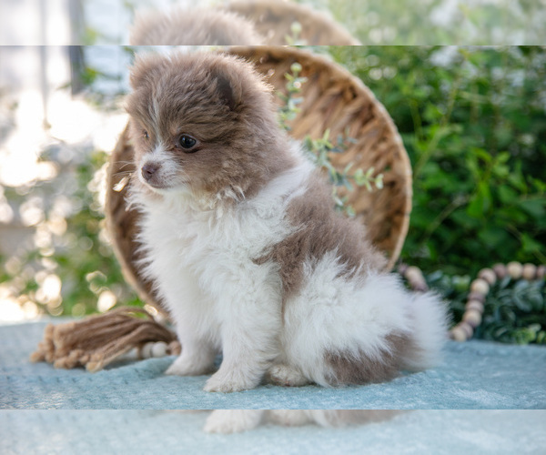 Medium Photo #3 Pomeranian Puppy For Sale in SHILOH, OH, USA