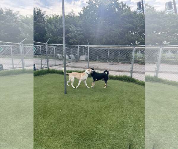 Medium Photo #10 Mutt Puppy For Sale in Rowlett, TX, USA