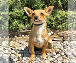 Small #1 Chihuahua