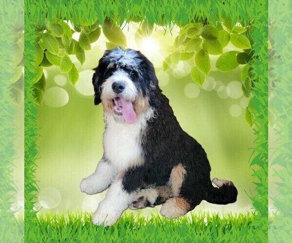 Medium Photo #3 Bernedoodle Puppy For Sale in BLACK FOREST, CO, USA