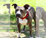 Small #1 American Pit Bull Terrier