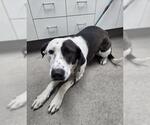 Small Pointer Mix