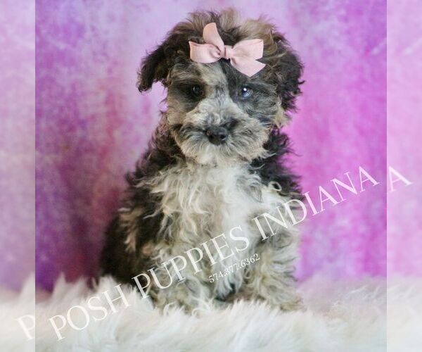 Medium Photo #30 Poodle (Miniature) Puppy For Sale in WARSAW, IN, USA