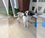 Small #7 Great Pyrenees Mix