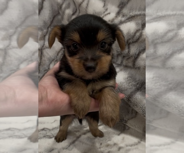 Medium Photo #6 Yorkshire Terrier Puppy For Sale in MOUNT CARMEL, PA, USA
