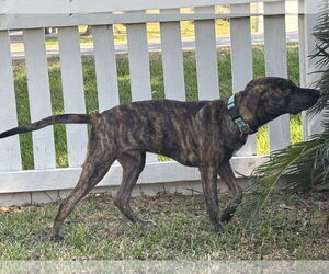 Jekyll - Male Plott Hound Dog for Adoption - Photo #9