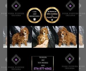 Poodle (Toy) Puppy for sale in WARSAW, IN, USA
