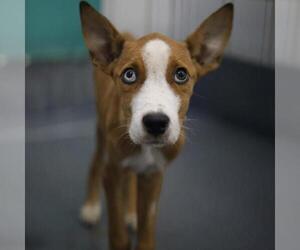 Mutt Dogs for adoption in San Antonio, TX, USA