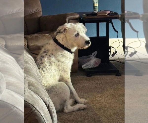 Medium Photo #4 Mutt Puppy For Sale in Grafton, WI, USA