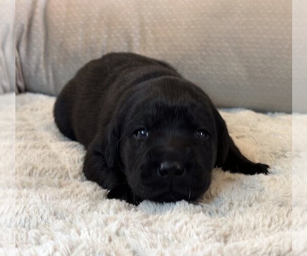 Medium Photo #7 Labrador Retriever Puppy For Sale in HIGH POINT, NC, USA
