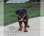 Small #1 Rottweiler