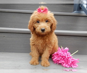 Goldendoodle (Miniature) Puppy for sale in MILLERSBURG, OH, USA