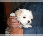 Small Photo #8 Coton de Tulear Puppy For Sale in COLUMBIA, MO, USA