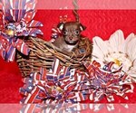 Small Photo #82 Chihuahua Puppy For Sale in CHARLESTON, AR, USA
