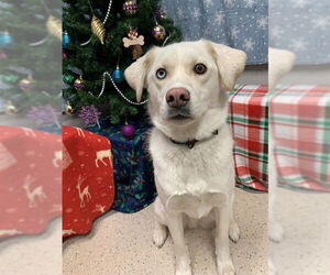 Siberian Husky-Unknown Mix Dogs for adoption in Fairbanks, AK, USA