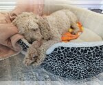 Small Photo #3 Cocker Spaniel-Poodle (Miniature) Mix Puppy For Sale in Richardson, TX, USA