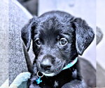 Small #4 Golden Retriever Mix