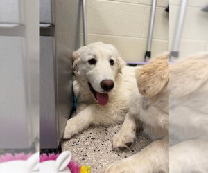 Great Pyrenees Dogs for adoption in Brighton, CO, USA