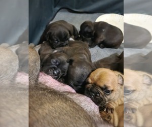 French Bulldog Puppy for sale in OGDENSBURG, WI, USA