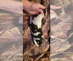 Puppy 2 Miniature Australian Shepherd-Texas Heeler Mix