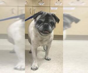 Pug Dogs for adoption in Riverside, CA, USA
