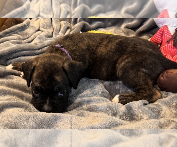 Medium Photo #4 Boxer Puppy For Sale in LANSING, MI, USA