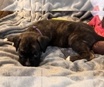 Small #3 Boxer