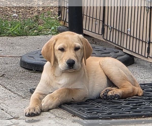 Medium Photo #4 Labrador Retriever Puppy For Sale in GRAHAM, WA, USA