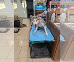 Small #3 Siberian Husky Mix