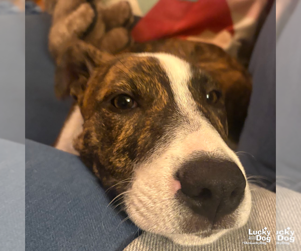 Medium Photo #9 Mutt Puppy For Sale in Washington, DC, USA