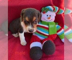 Beagle Puppy for sale in BOWLING GREEN, KY, USA