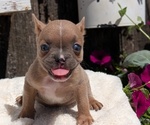 Small Photo #60 French Bulldog Puppy For Sale in GOSHEN, IN, USA