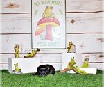 Small Photo #6 Chihuahua Puppy For Sale in CHARLESTON, AR, USA