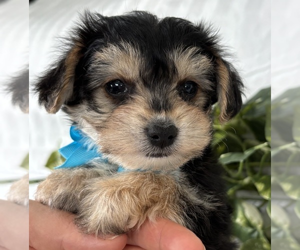 Medium Photo #14 Morkie Puppy For Sale in ROCK STREAM, NY, USA