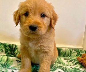 Goldendoodle Dog for Adoption in OGDEN, Utah USA